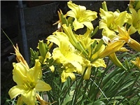 61893b65-Picture 006.jpg